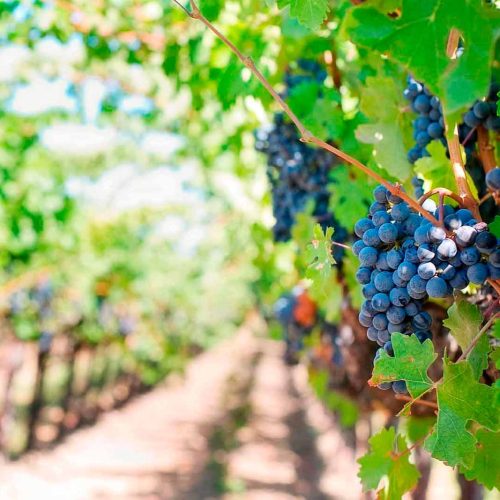 TURISMO LA RIOJA